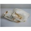 Image 5 : Bear Skull
