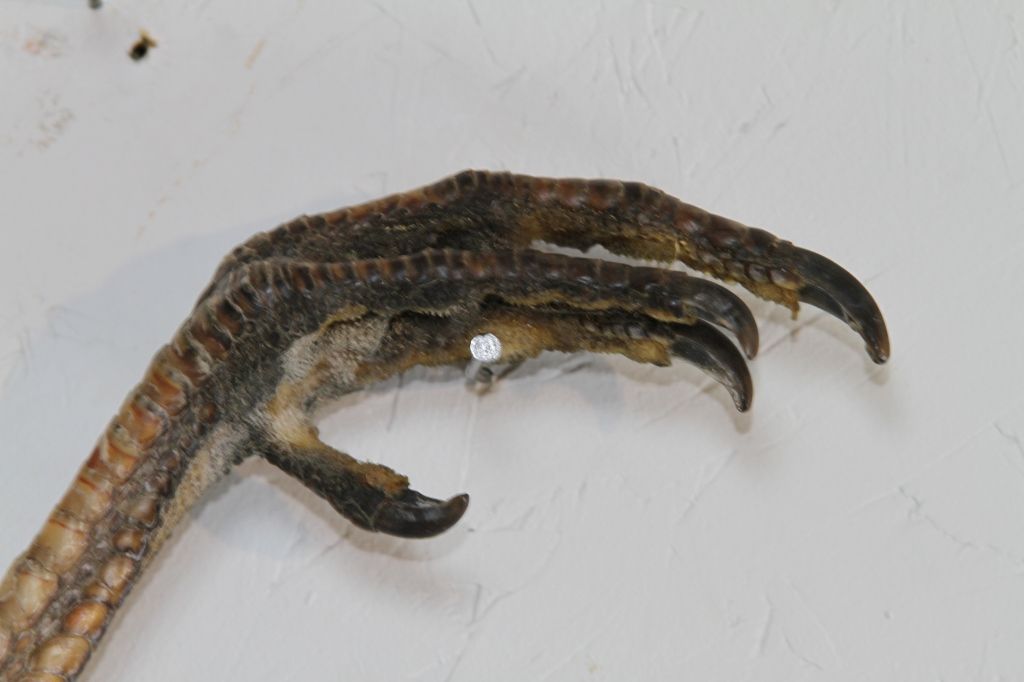 Indian Turkey Leg Knife