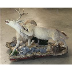 Mountain Lion attaching Mule Deer Full Mount
