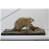 Image 2 : Porcupine Table Mount