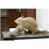 Image 4 : Porcupine Table Mount