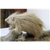 Image 5 : Porcupine Table Mount