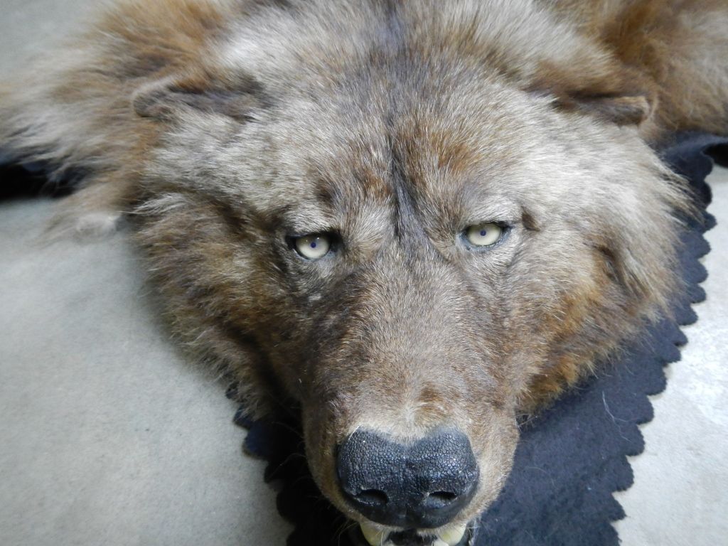 Black Grey Wolf Rug