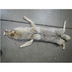 Coyote Skin