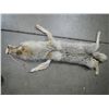 Image 1 : Coyote Skin