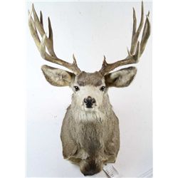 Large Mule Deer 6x6 Shoulder Mount