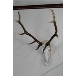 Elk European Mount with finish on Antlers