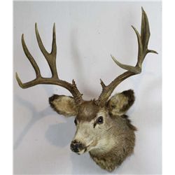 Non-typical Mule Deer Mount