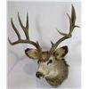 Image 1 : Non-typical Mule Deer Mount