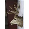 Image 2 : Non-typical Mule Deer Mount