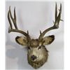 Image 3 : Non-typical Mule Deer Mount