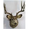 Image 5 : Non-typical Mule Deer Mount