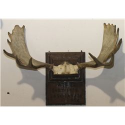 Moose Rack Shot 1978