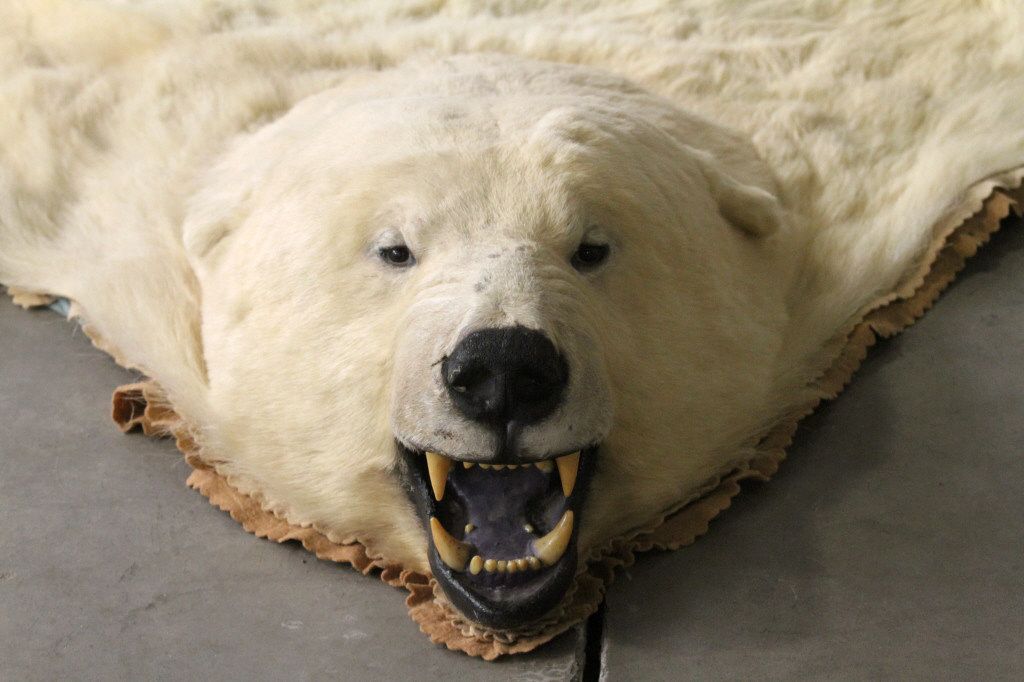 Polar Bear Rug by Jonas Brothers