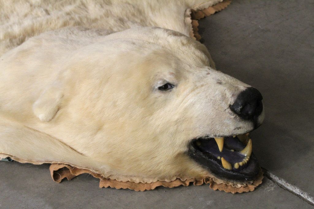 Polar Bear Rug by Jonas Brothers