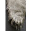 Image 14 : Polar Bear Rug by Jonas Brothers