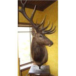 Boone & Crocket Elk Table Mount