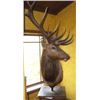Image 1 : Boone & Crocket Elk Table Mount