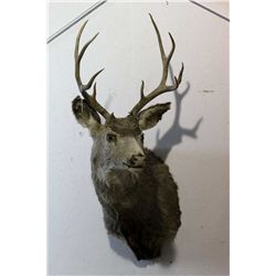 Whitetail Mount
