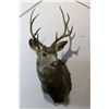 Image 1 : Whitetail Mount