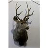 Image 2 : Whitetail Mount