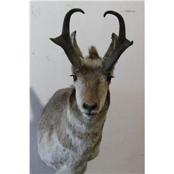 Antelope Mount