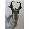 Image 1 : Antelope Mount
