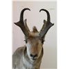 Image 2 : Antelope Mount