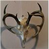 Image 1 : Whitetail Rack