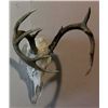 Image 2 : Whitetail Rack
