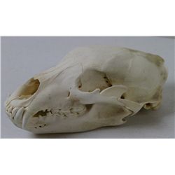 Mountain Lion Skull