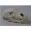 Image 3 : Mountain Lion Skull