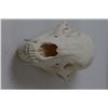 Image 4 : Mountain Lion Skull