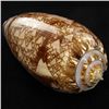 Image 1 : Scarce Collectible Oliva Porphyria Shell (SHL-000068)