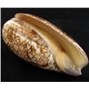 Image 2 : Scarce Collectible Oliva Porphyria Shell (SHL-000068)