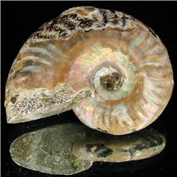 145ct Opalized Ammonite (MIN-002133)