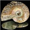 Image 1 : 145ct Opalized Ammonite (MIN-002133)