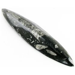 166gm Polished Orthoceras Large Fossil (MIN-001922)