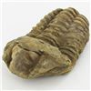 Image 1 : 126gm Tribolite Fossil (MIN-001987)