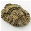 Image 2 : 126gm Tribolite Fossil (MIN-001987)