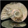 Image 1 : 115ct Opalized Ammonite (MIN-002149)