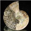 Image 2 : 115ct Opalized Ammonite (MIN-002149)