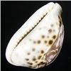 Image 2 : Handcarved Cowry Shell (SHL-000121)
