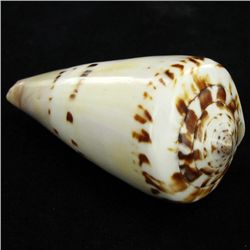 Scarce Collectible Polished Conus Capitaneus Shell (SHL-000105)