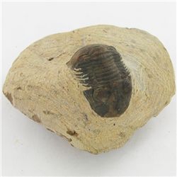 256gm Preserved Tribolite Fossil On Base Material (MIN-002063)