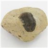 Image 1 : 256gm Preserved Tribolite Fossil On Base Material (MIN-002063)