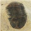 Image 2 : 256gm Preserved Tribolite Fossil On Base Material (MIN-002063)