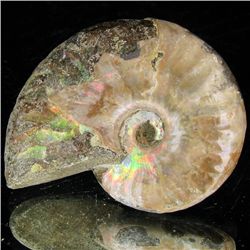 90ct Opalized Ammonite (MIN-002086)