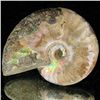 Image 1 : 90ct Opalized Ammonite (MIN-002086)