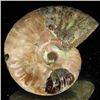 Image 2 : 90ct Opalized Ammonite (MIN-002086)